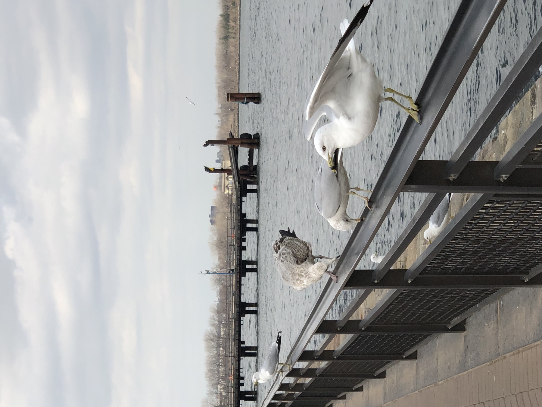 Seagulls perched along a railing beside the New York waterfront